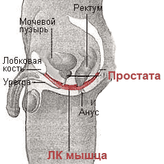 Картинка лобково-копчиковая мышца
