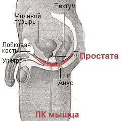 Развитие сексуальности и поддержка здоровья. Что такое интимная гимнастика и как она работает