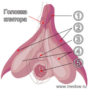 Строение клитора. Тело клитора. Головка клитора. Картинка, фото