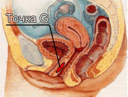 Оргазм точки G