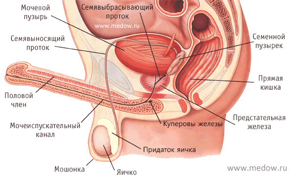 Ejaculation mechanism in men. Cum for orgasm