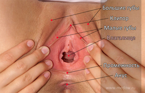 , How to enter a member in the vagina correctly. Photo and video