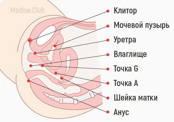 Строение женских половых органов в разрезе. Где находится клитор, влагалище, точка G и тд.