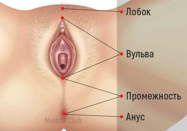 Женские гениталии - Вульва, промежность, анус